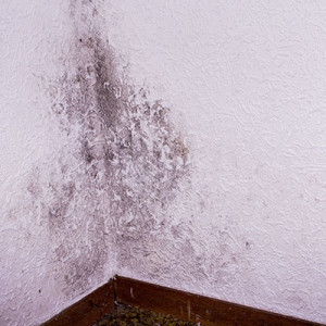 indoor-air-quality-and-mold-removal-and-remediation